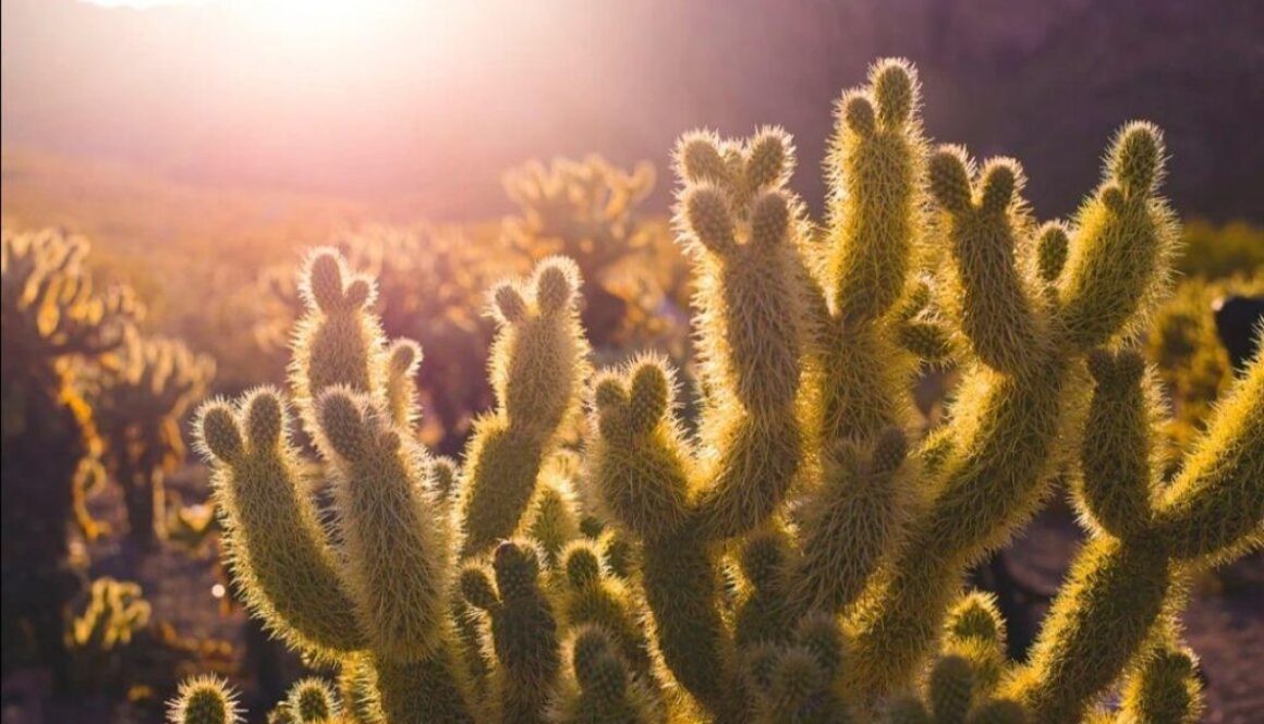 Cactus Bright Light - Unsplash